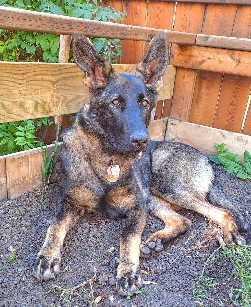 Gr8ThinkingMt2's tweet photo. This little gal turned 6 months.
55 pounds of concentrated crazy.
.... Who me? https://t.co/BELsHLjzAH