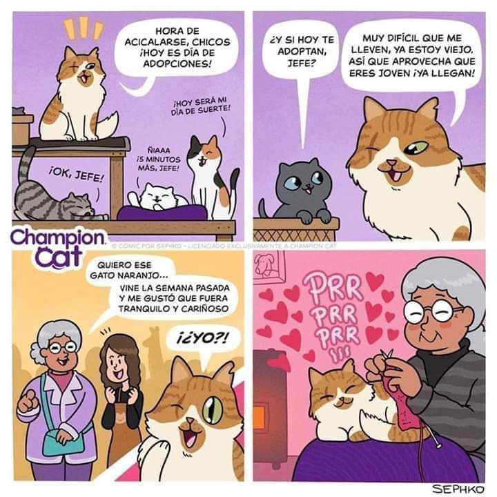 ADOPTA un gato adulto, son cariñosos, tranquilos y una gran compañía  🐈   ¡Todos merecen tener un hogar!