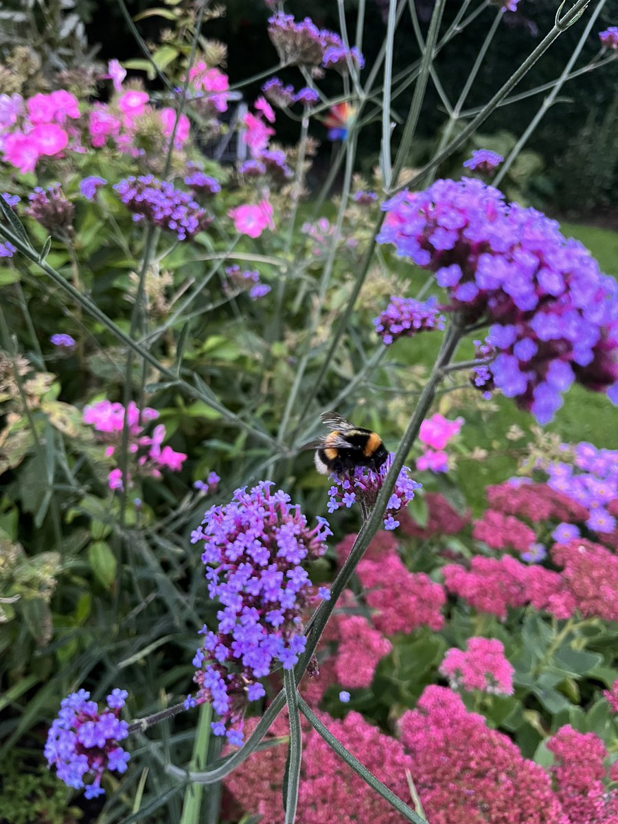 Fuldfed humlebi i oktober 🐝 Er det normalt hr. <a href="/MortenDDHansen/">Morten DD</a> ☺️ #dknatur #natur