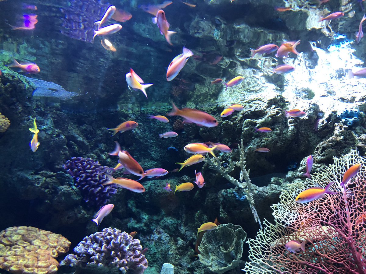 Sanro55's tweet photo. Viendo los peces…
🐟 🐠 
#pecera #aquarium #peces #pez #fish #Foto #fotodeldia #fotografia #Fotografo #pic #picoftheday #Picture #PictureOfTheDay #photo #photographer #photooftheday #photography #weekend #weekendmood #WeekendVibes #finde #findesemana https://t.co/4llHxeb4Zf