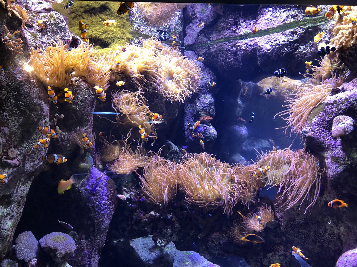 Sanro55's tweet photo. Viendo los peces…
🐟 🐠 
#pecera #aquarium #peces #pez #fish #Foto #fotodeldia #fotografia #Fotografo #pic #picoftheday #Picture #PictureOfTheDay #photo #photographer #photooftheday #photography #weekend #weekendmood #WeekendVibes #finde #findesemana https://t.co/4llHxeb4Zf