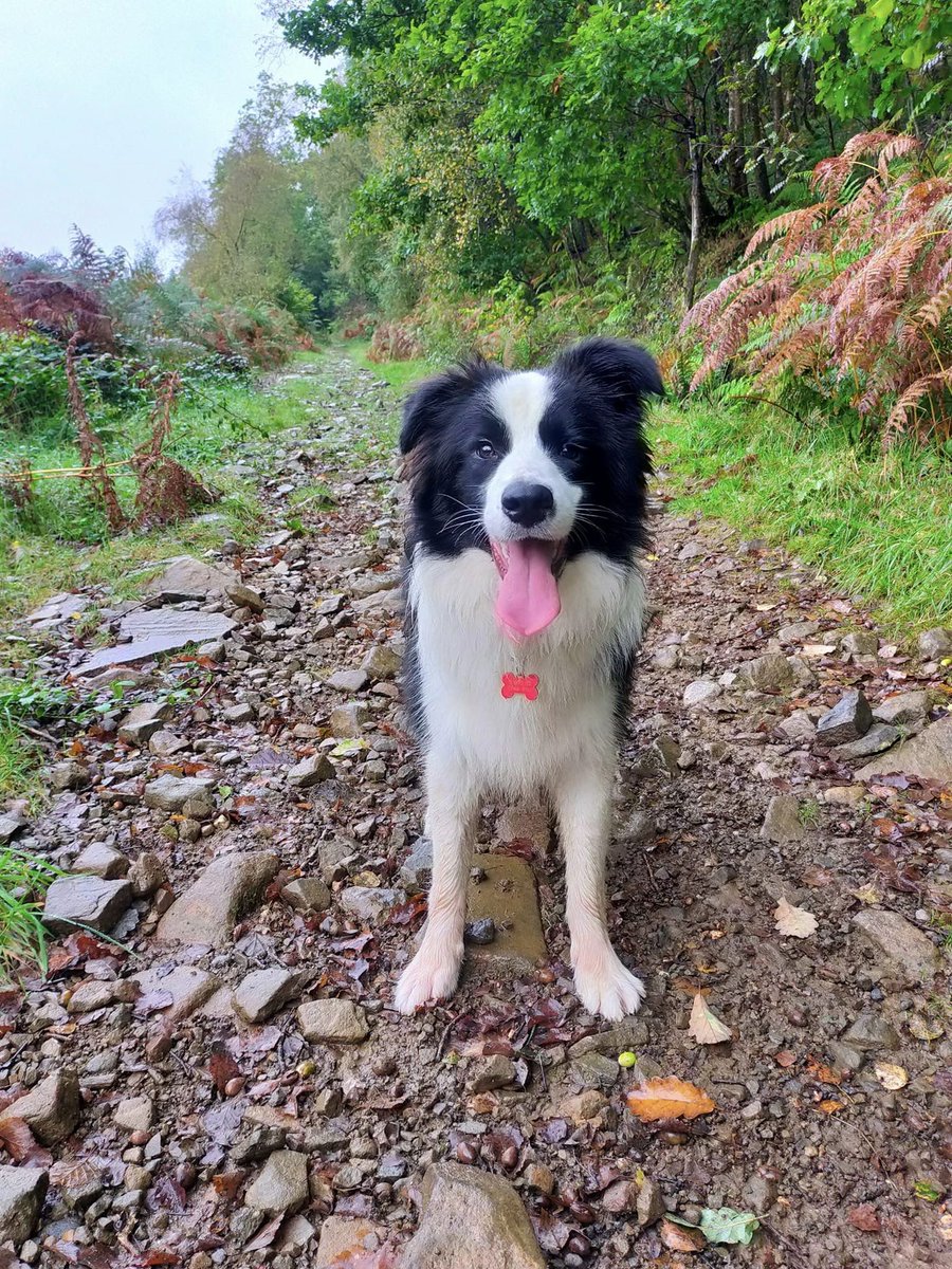 KittenFerocious's tweet photo. Happy Saturday! π #bordercollie #starsidebordercollies #puppylife #autumnwalks π #autumnadventures #welshcountryside #furbaby https://t.co/Xmqz0qIFSZ