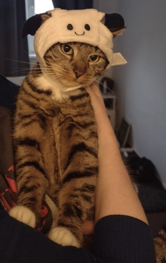 Der Kater ist noch nicht ganz überzeugt von seinem Geschenk. (aber niedlich!)