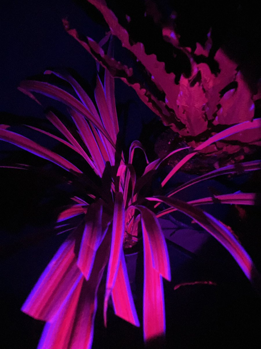 EPIC Essex (@epic_essex) on Twitter photo Heading to #newscientistlive this weekend? Come check out our free immersive tent in the <a href="/FarmersWeekly/">Farmers Weekly</a> future of Ag to see these plants glow <a href="/newscievents/">New Scientist Events</a> Heading to #newscientistlive this weekend? Come check out our free immersive tent in the <a href="/FarmersWeekly/">Farmers Weekly</a> future of Ag to see these plants glow <a href="/newscievents/">New Scientist Events</a>