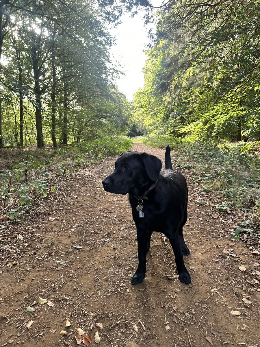 Paddy woz under da weather (whatever dat means) so hoodad took me for single zoomies