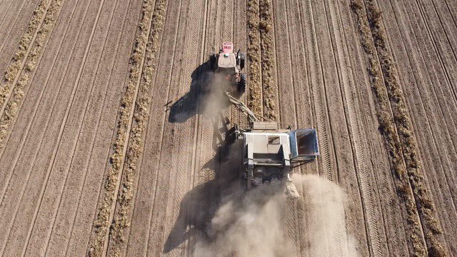 Some dry bean harvest drone pics before the rain