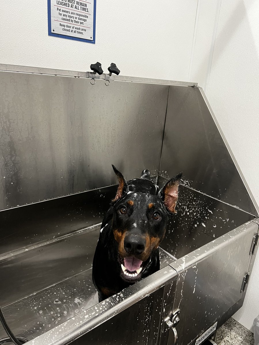 ____JBravoo's tweet image. Lemme see your dog