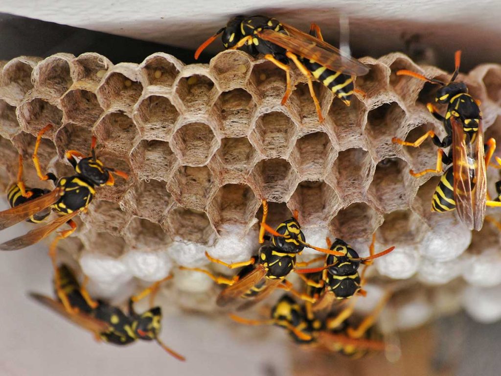PestWestwood's tweet photo. 🦟 Need Expert Wasp Control? 🚫
Don't let wasps ruin your day! 🌞 Our Wasp Control Experts are here to help. Swift, Safe, and Reliable service. Get your free quote @ https://t.co/Inm5D5P01j or call us 781-910-4165.
#waspnestremvoal #waspcontrol #wasp #waspcontrol #waspremoval https://t.co/AXDoeH0rDJ