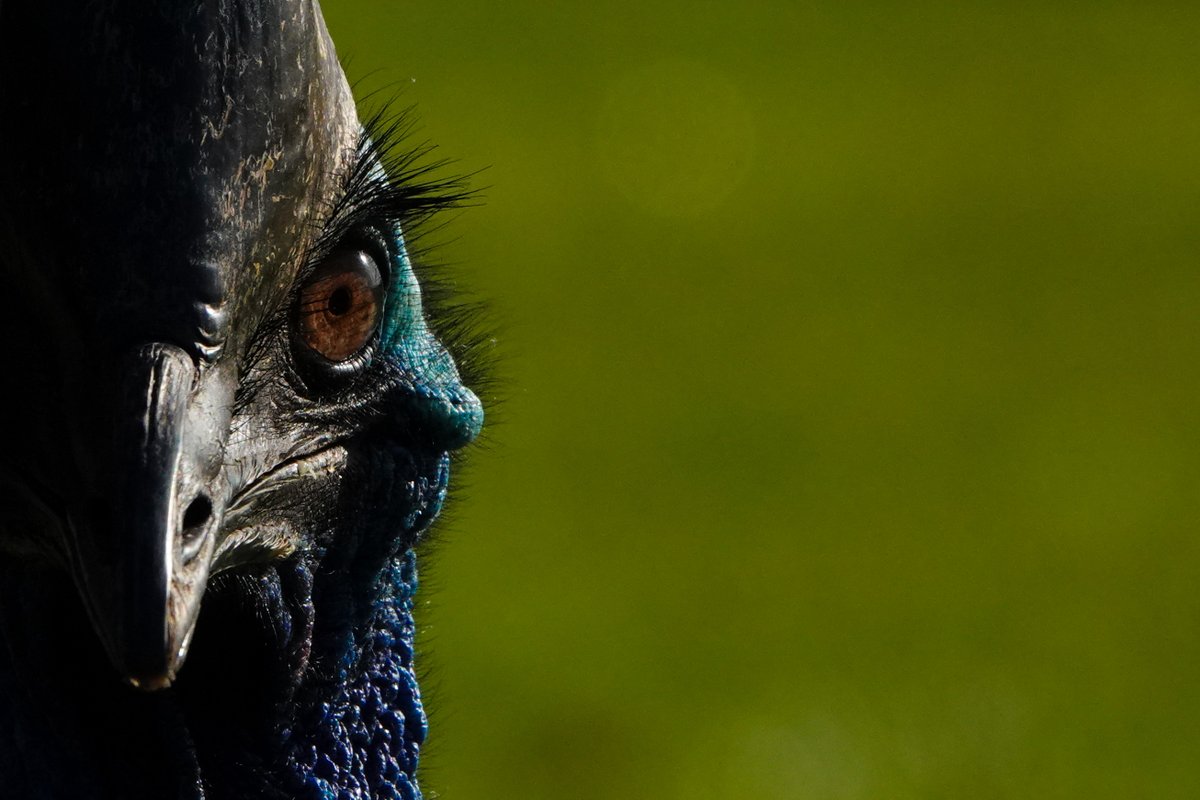 Did I mention I saw a Cassowary