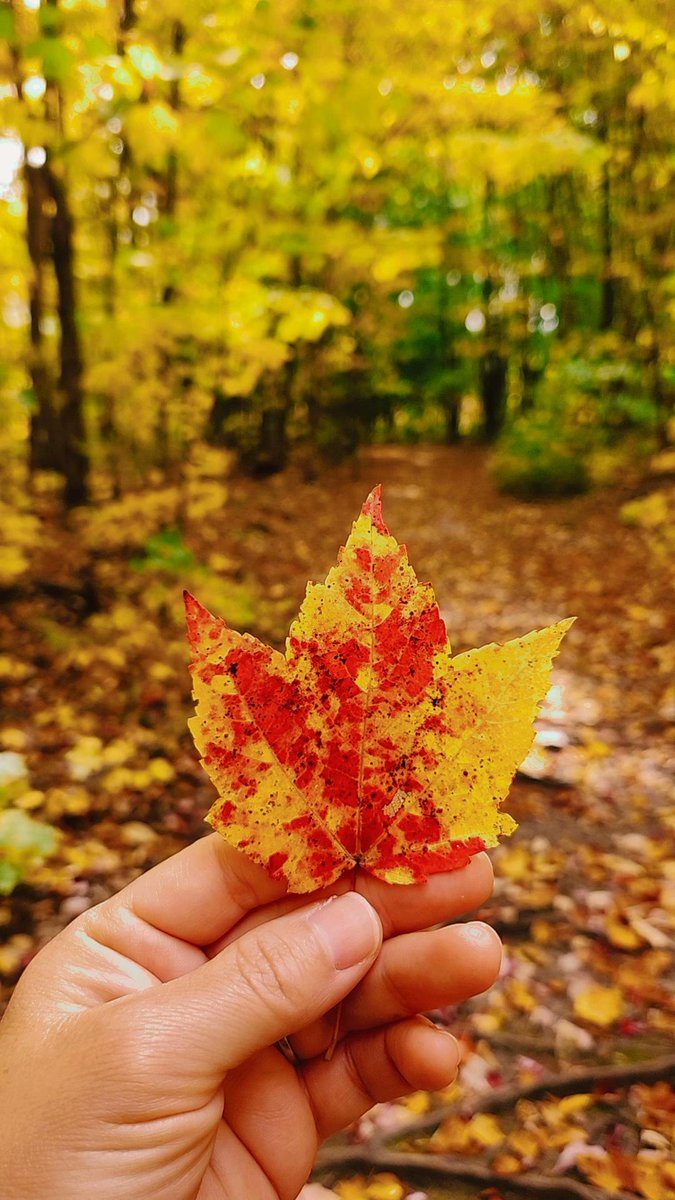 Happy Thanksgiving weekend! 🍁