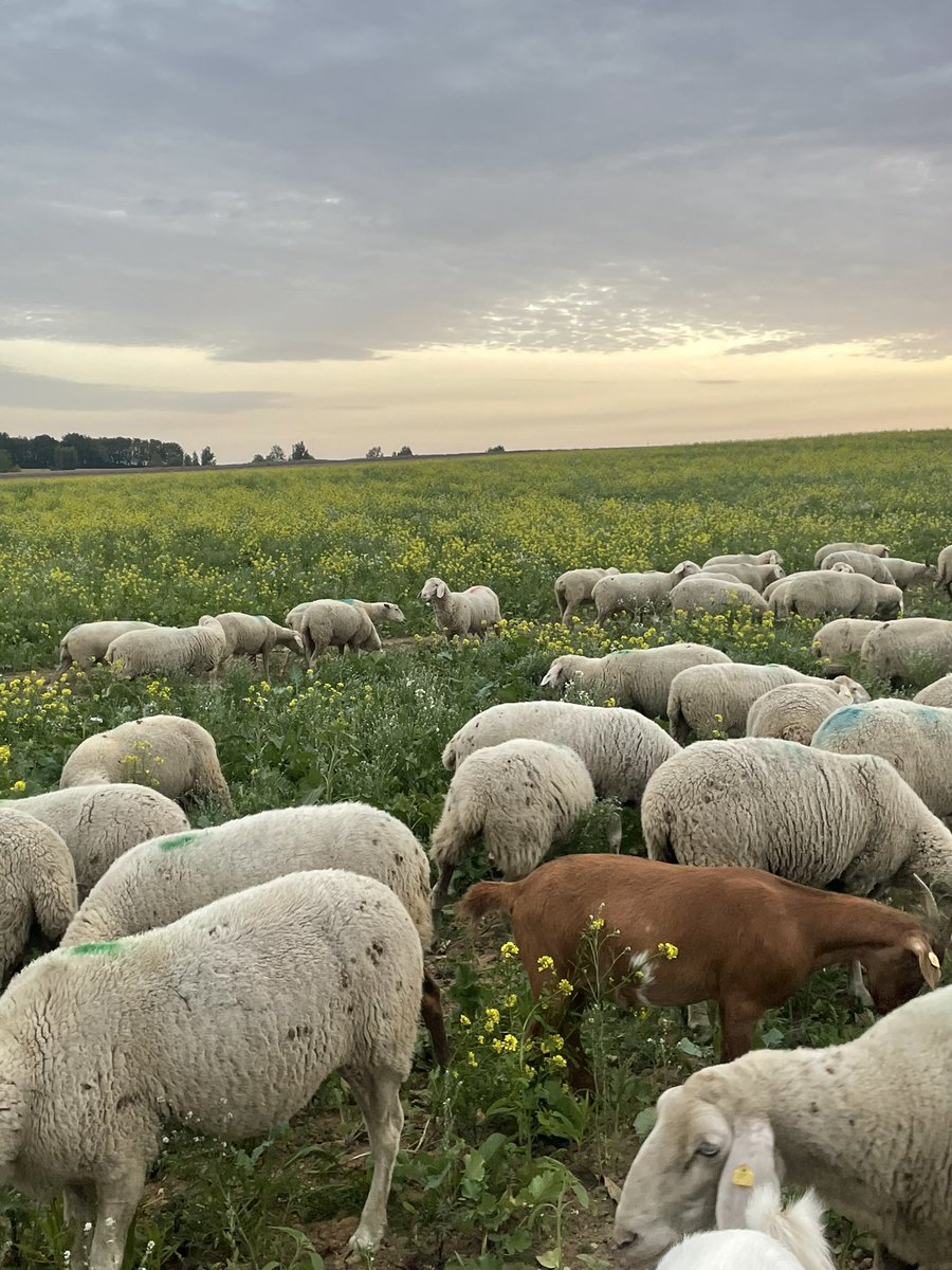 BerndGnther12's tweet photo. #Franken #Löss #Direktsaat #Zwischenfrucht #Schafe #Ziegen #Mikrobiom #foxtownontherock #Natur #Erosionsschutz #mobgrazing #ca #Bodenleben #Nachhaltigkeit und dies ist alles nur zusammen machbar, solange wir #Glyphosat benutzen dürfen. Das System steht und fällt mit dem Glyphosat https://t.co/DuUscbp3jJ