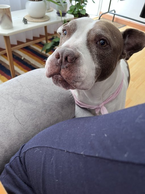 Bowie lleg&oacute; a casa porque mi amigo Juan lo rescat&oacute;. Deambulaba por calles de la candelaria solito, sucio