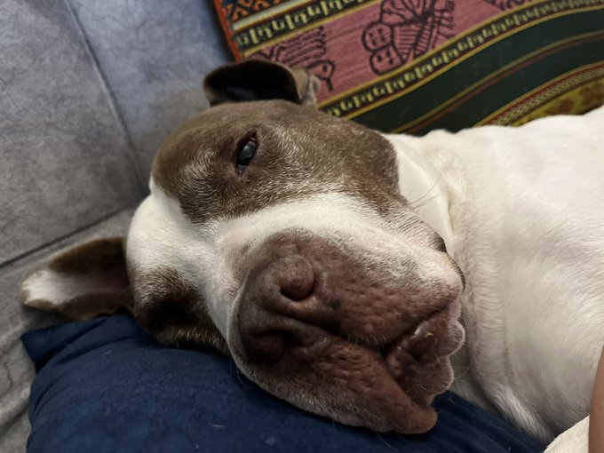 Bowie lleg&oacute; a casa porque mi amigo Juan lo rescat&oacute;. Deambulaba por calles de la candelaria solito, sucio