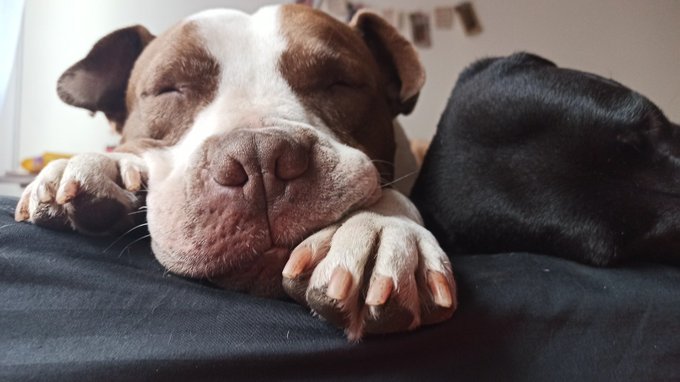 Bowie lleg&oacute; a casa porque mi amigo Juan lo rescat&oacute;. Deambulaba por calles de la candelaria solito, sucio