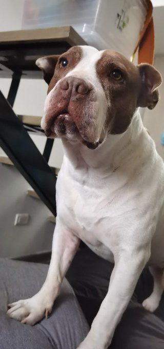 Bowie lleg&oacute; a casa porque mi amigo Juan lo rescat&oacute;. Deambulaba por calles de la candelaria solito, sucio
