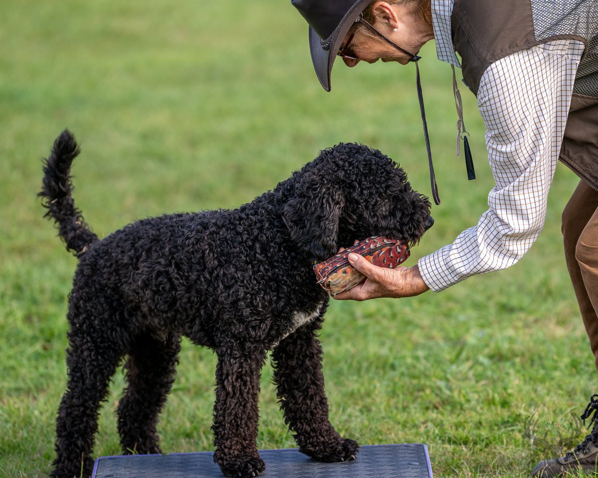 #cheasepeakebayretriever #irishwaterspaniel #curlycoatedretriever #barbet #gundogs