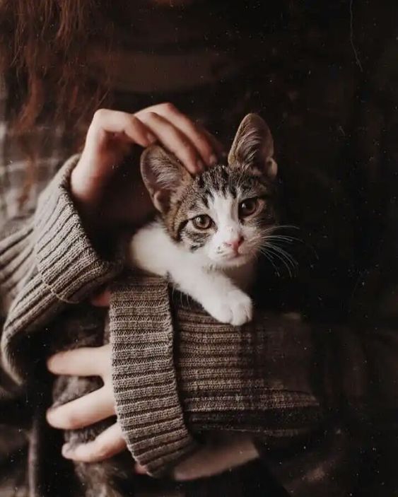 MaisaaManu's tweet photo. #gato #Cat #love #FofocalizandoNoSBT https://t.co/xHwaFuHcwc