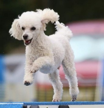 millypod1's tweet photo. CHESTER HOME SAFE. THANKS FOR RT's ๐๐๐พ
๐6 OCT 2023 #Lost CHESTER #ScanMe
White Poodle: Toy Male
Barber Wood #Cheltenham #Gloucestershire #GL53 https://t.co/HDkzwbZTgP https://t.co/7FS2lS6I4j