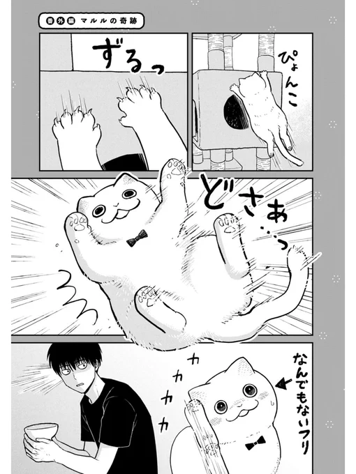 猫の運動能力 #ツレ猫マルルとハチ #マルルとハチ #漫画が読めるハッシュタグ