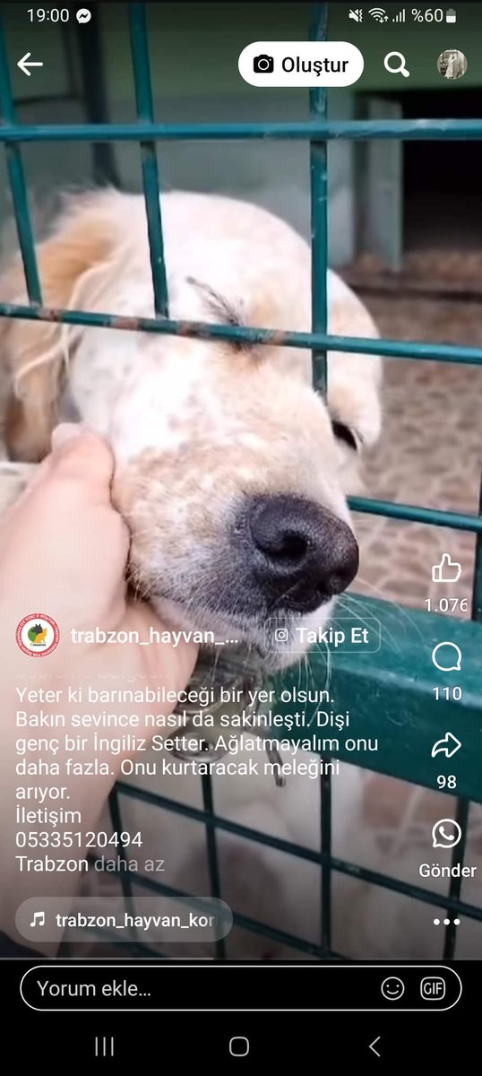 YorgunS71378856's tweet photo. DUYURU 📢 ACİLLL YUVA 
Yer:Trabzon
İngiliz Seteri.. Kız Çocuğu
İLETİŞİM:05335120494 https://t.co/sIEGadVjP4