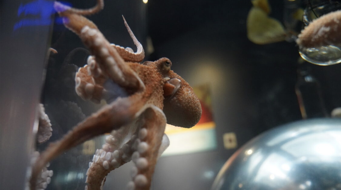 2/5 Did you know Octopuses are masters of disguise, using specialized skin cells called chromatophores to change colors and textures, camouflaging in an instant.

#OctopusDay #worldoctopusday #octopus #aquarium #thingstodoinSanFrancisco