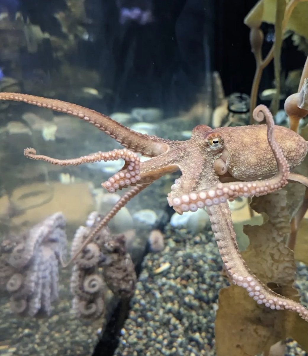 3/5 They have three hearts! Two pump blood to the gills, while the third circulates it throughout the body.
#OctopusDay #worldoctopusday #octopus #aquarium #thingstodoinSanFrancisco