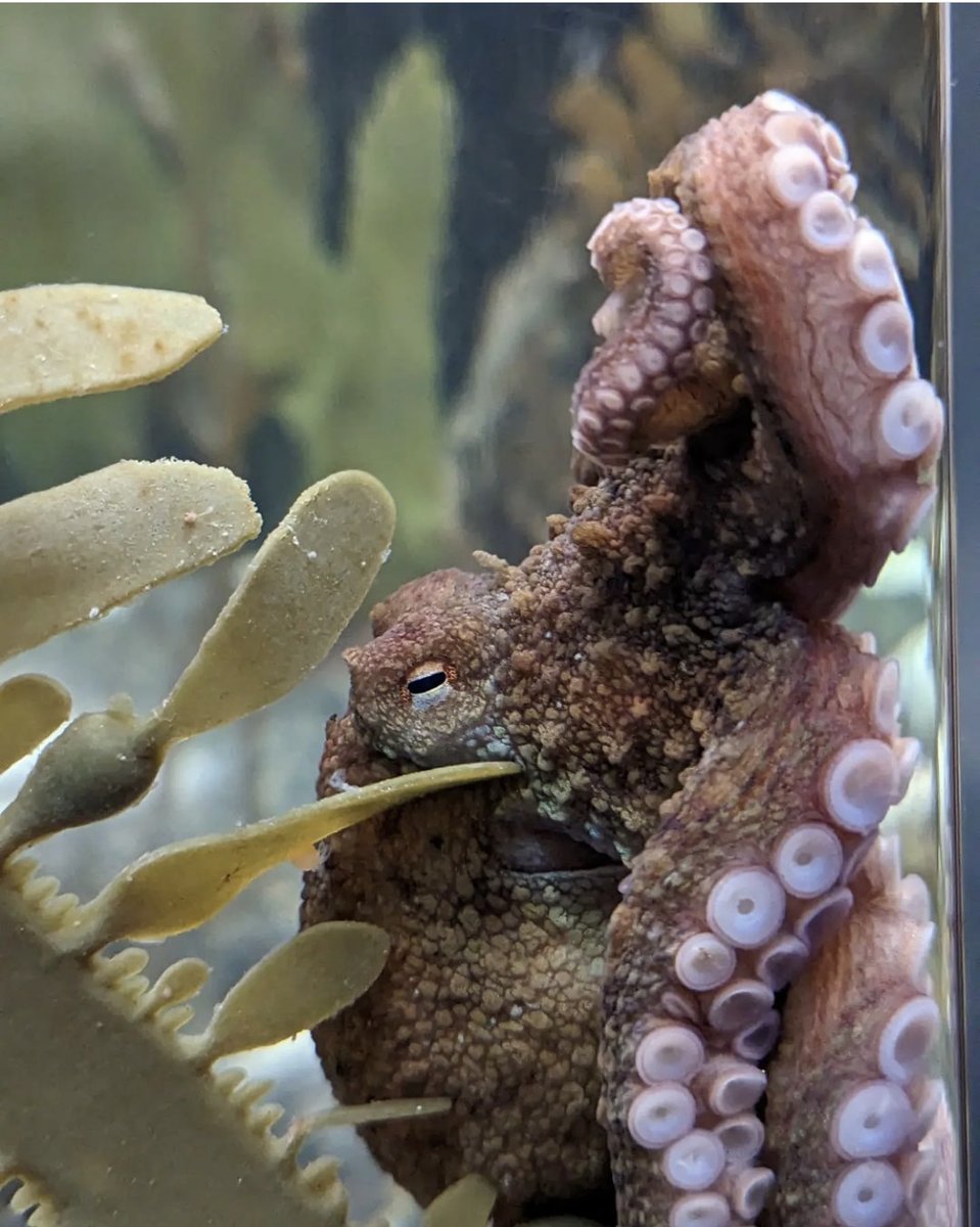 4/5 Octopuses are highly intelligent; some even solve complex puzzles and have been known to escape enclosures!

#OctopusDay #worldoctopusday #octopus #aquarium #thingstodoinSanFrancisco