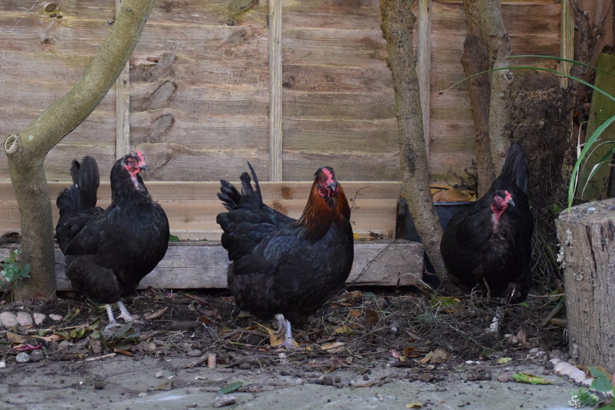 MyGarden_Uk's tweet image. The new Chickens are slowly settling in and have started exploring the garden.

They keep away from the Cat.

#ChickensOfX #Chickens #Pets #Nature