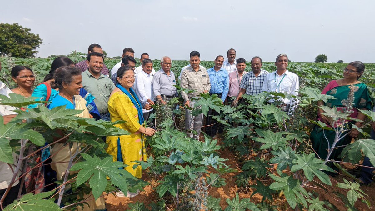 divyaambati46's tweet photo. Excellent performance of #ICARIIOR Castor hybrid "ICH-5" in farmers fields of Anantapur district of Andhra Pradesh even under drought conditions https://t.co/eaYaVUYKdO