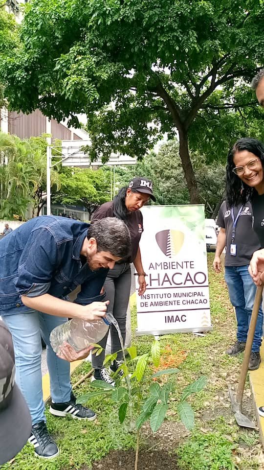 Chacao's tweet photo. Más #Caobos 🌱 se suman a los especias arbóreas que hay en áreas comunes de nuestro municipio.
@AmbienteChacao este viernes #6Octubre realizó la siembra de un caobo en la Av. San Juan Bosco, árbol que resiste a las temperaturas cálidas y de rápido crecimiento. https://t.co/kcK32S7DCJ