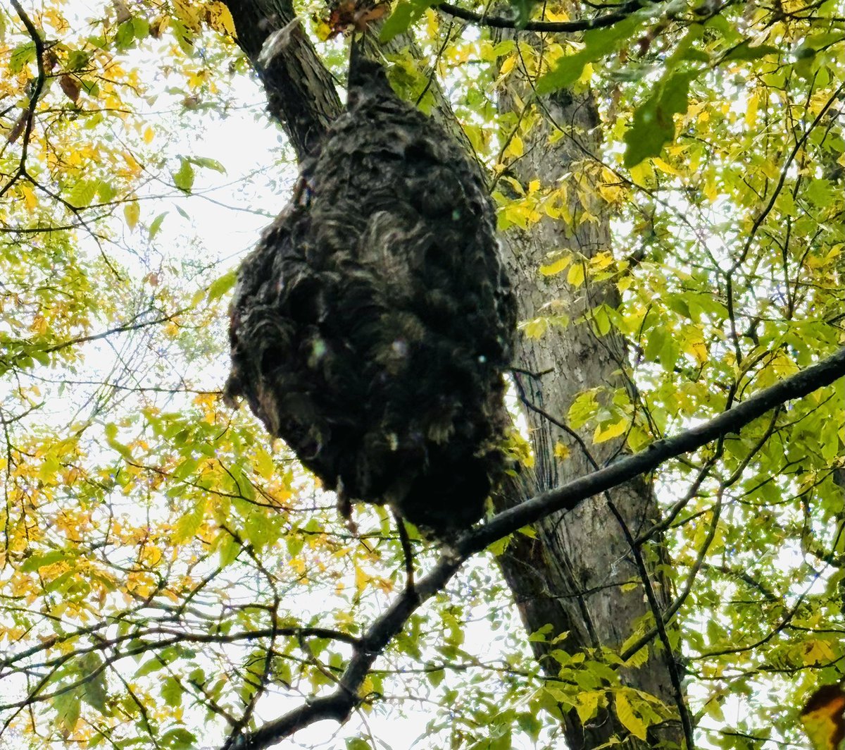 ValkyrieSoVa's tweet image. Well my shoes are soggy. Always worth it! #running #runningintherain