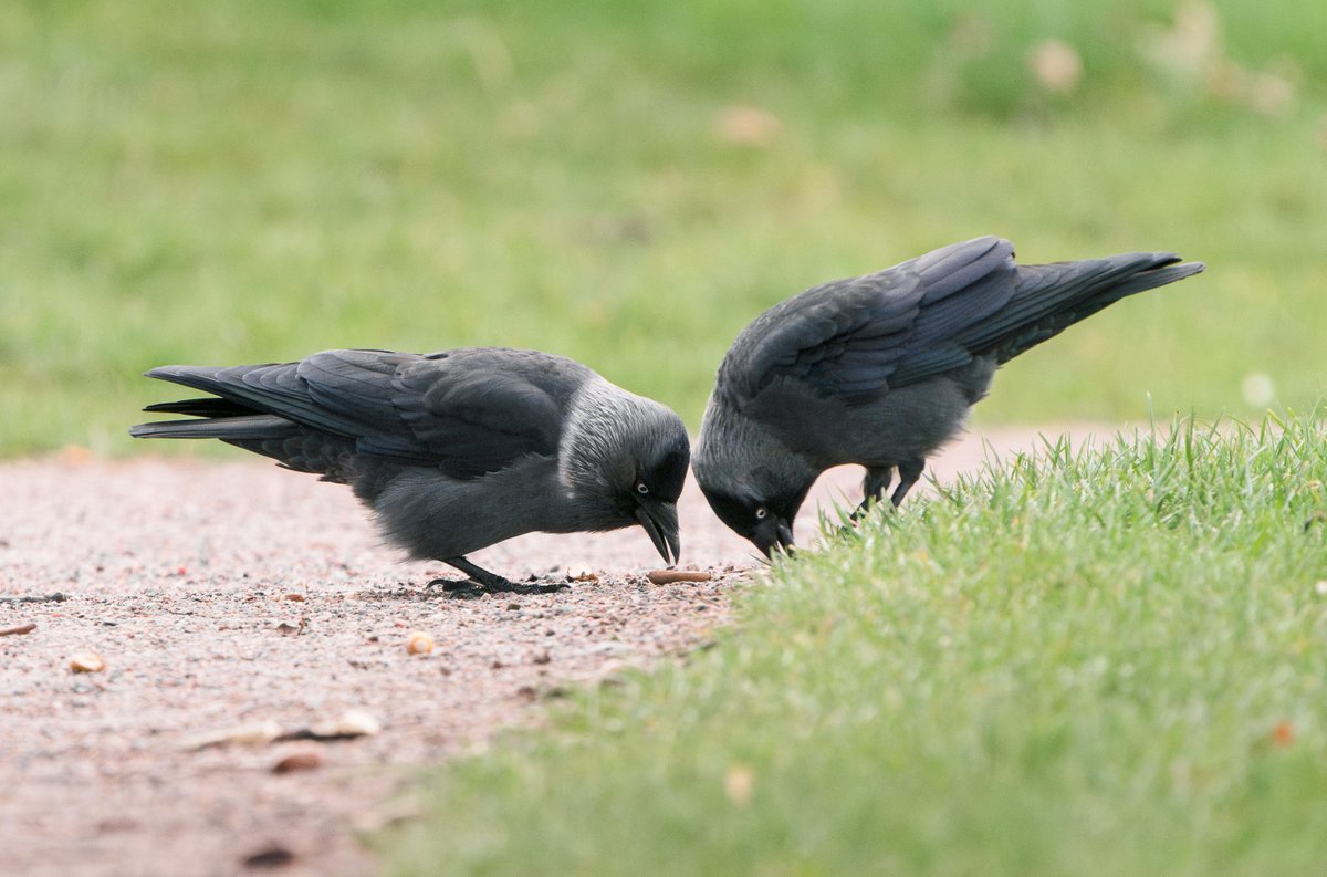 It’s that time of year when ‘Even-more-Nordic’ Jackdaws start appearing, like the bird on the left here. Most birds in Malmö are typical of the bird on the right, or with a little more of a collar, so birds like the one on the left are presumably coming from further N and/or E.