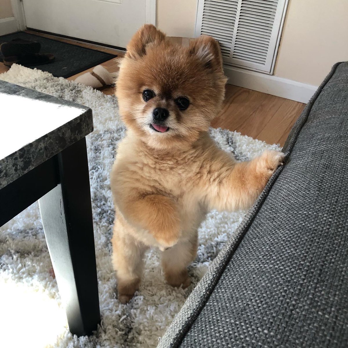 dog_rates's tweet photo. This is Aristotle. He noticed you watching Paddington. Wanted to know what they have that he doesn't. 13/10 #SeniorPupSaturday https://t.co/xvfWnNEQp5