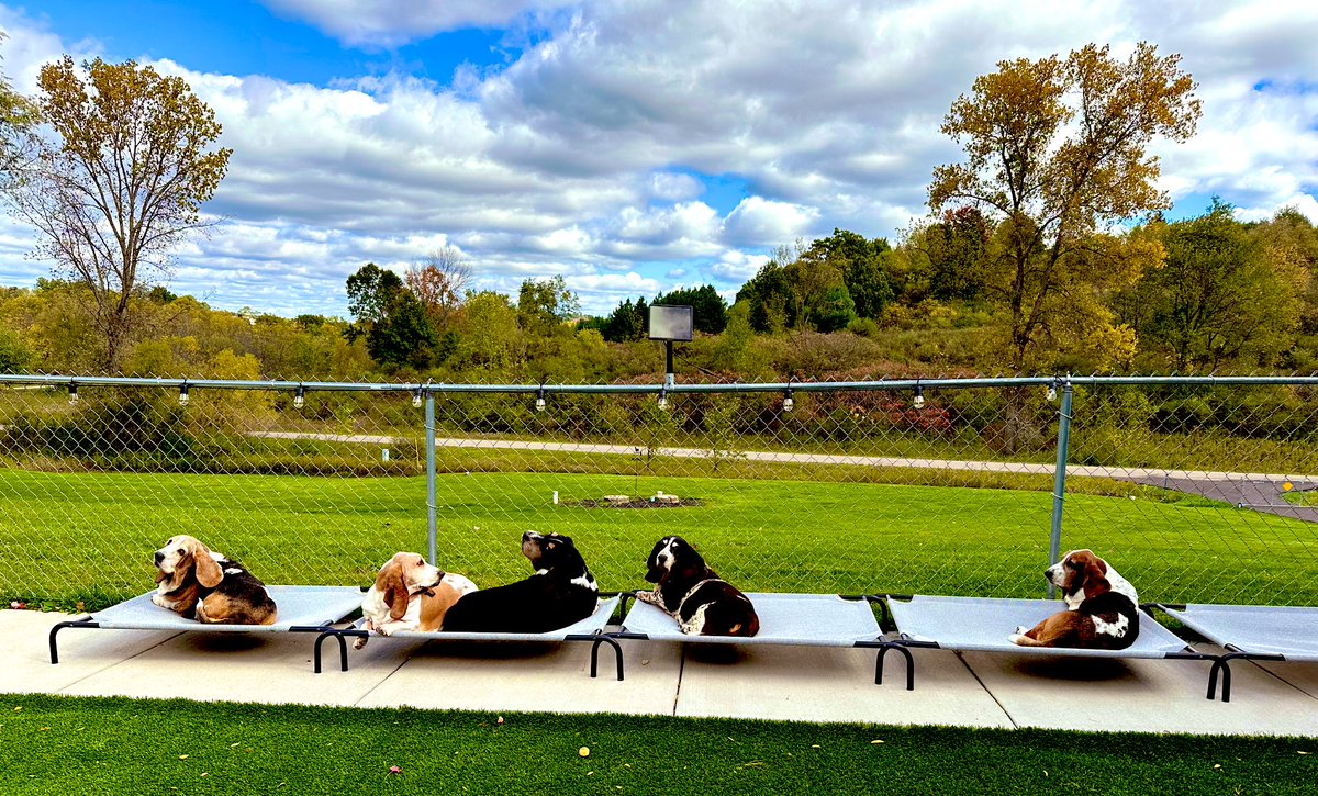 Mockler Bassets tweet media