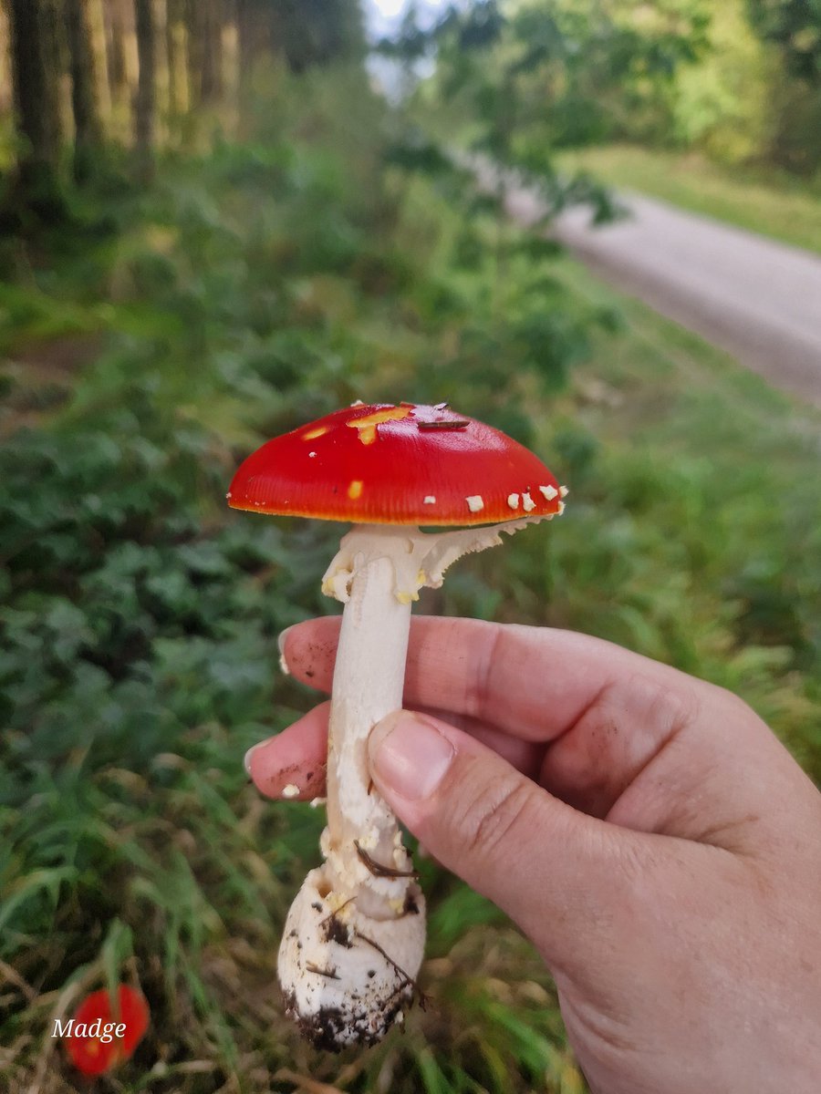 #UKFungusDay 
2 of my favourites 🥰🍄
#porchini #amanitamuscaria