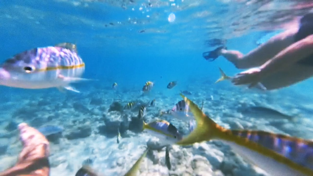 #snorkeling #Turks&Caicos