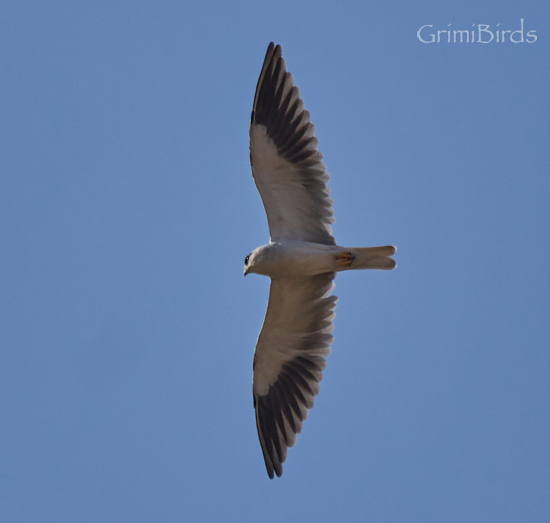 DrRGrimalt's tweet image. Aquest ocell és l'elegància personificada
O no?
#elani  #esparverdespatllesnegres 
 #ocell #rapinyaire #Accipitridae
#Elanus #caeruleus #blackwingedkite #GrimiBirds #Kuwait