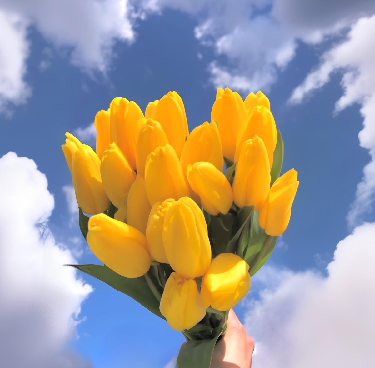 Exulansista's tweet photo. yellow tulips or sunflowers? https://t.co/Vt45F9CsIE