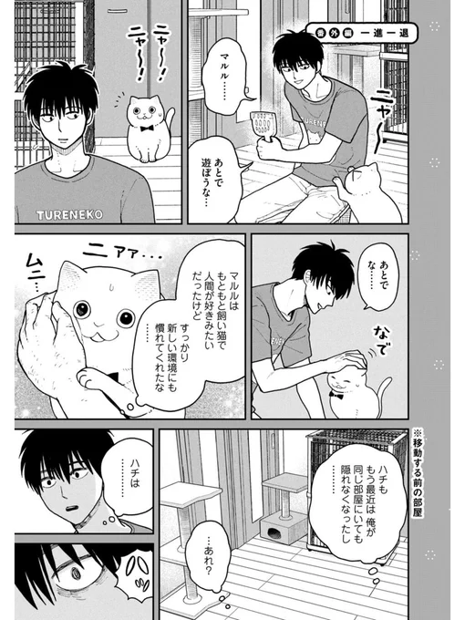 猫の人慣れは一進一退  #ツレ猫マルルとハチ #マルルとハチ #漫画が読めるハッシュタグ