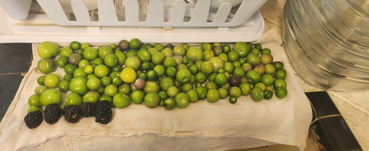 rydlmstr's tweet photo. Garden harvest: Tomatillos &amp; Blackberries https://t.co/1mwmVDMWKE