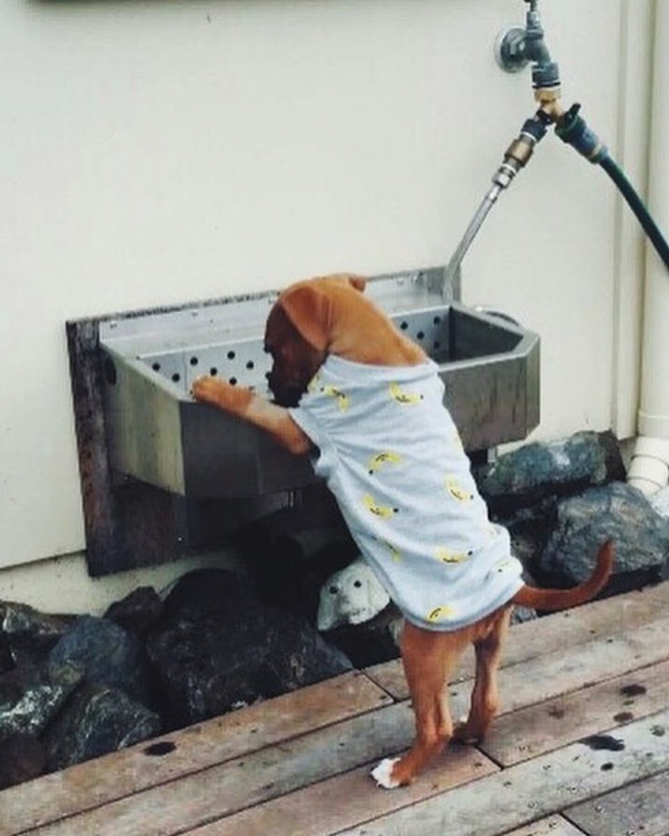 DkStainless's tweet photo. Throwback to this small lil cutie 🐾

🇦🇺 Aussie Made &amp; Owned
💻 https://t.co/dvBoZHcyfx
#aussiebusiness #australianbusiness #closeddown https://t.co/uic8dNEsfp
