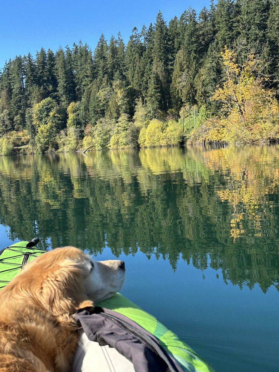 Princess Golden girl enjoying a paddle at Hayward