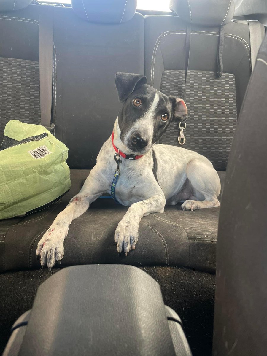 Dócil noble súper bueno cariñoso y todo lo positivo y bueno que se le pueda decir…..
Pero con un gran problema… que como no salgan adopciones no puede entrar ni uno más!!!! 
Lo único que puedo decir, que me ayudéis a compartir que es la mejor manera de poderle ayudar.