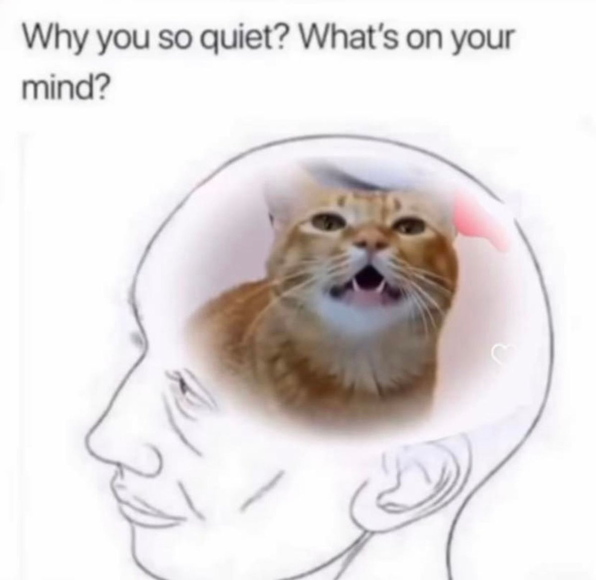 Posts Of Cats tweet media