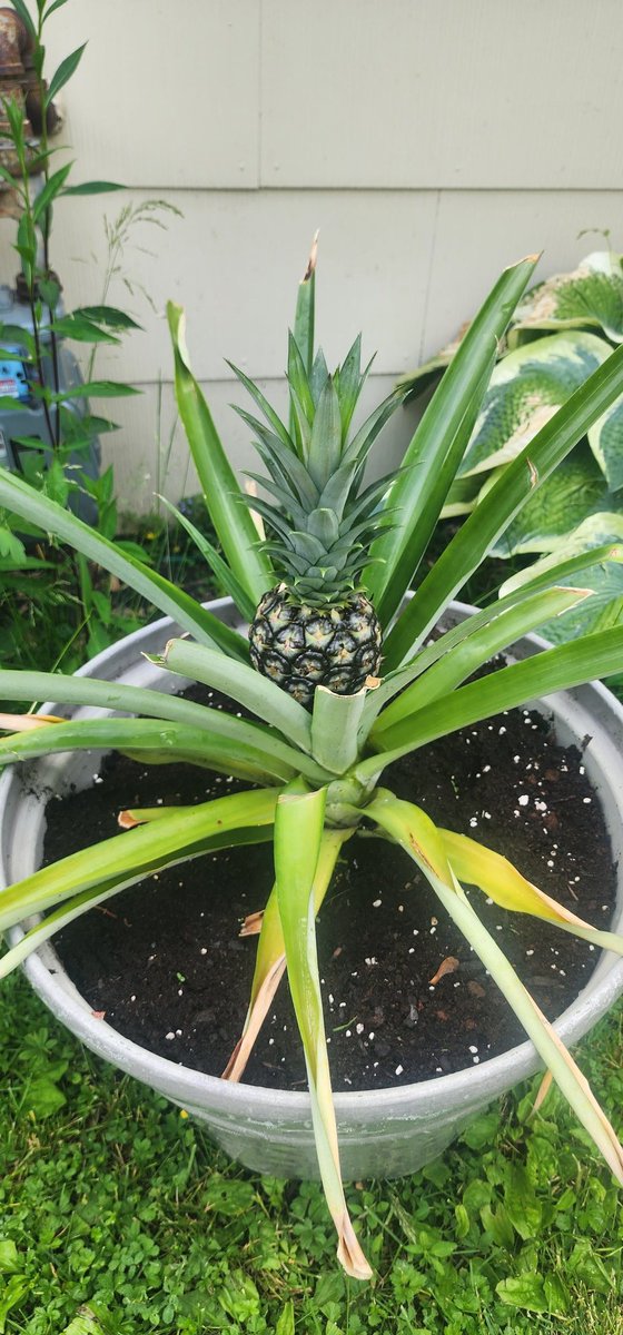 dutheyny's tweet photo. I think it's best to grow your own you know what's going into it you get nothing bur love back https://t.co/S7b2cVwjJt