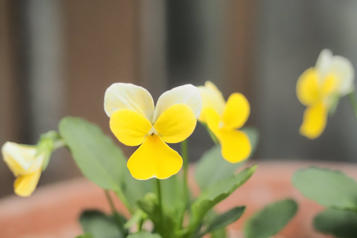 hiro_photo_1's tweet photo. もうビオラの苗が出回っていたので買ってきて植えてみました!
#花
#植物
#ビオラ
#はなまっぷ
#キリトリセカイ
#ファインダー越しの私の世界ᅠ
#写真が好きな人と繋がりたい
#カメラ好きな人と繋がりたい
#オリンパス
#omdem1mk3
#ED12-40mmF2.8 PRO https://t.co/MkKi3ZIhUj