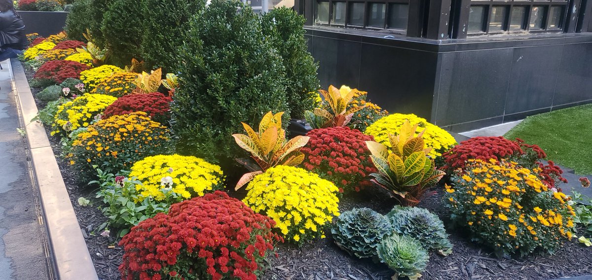 JoshAl1256's tweet photo. Shout out to @nicholsmj and his entire team for revitalizing downtown. Love love the fall design. https://t.co/3VEectFcPR