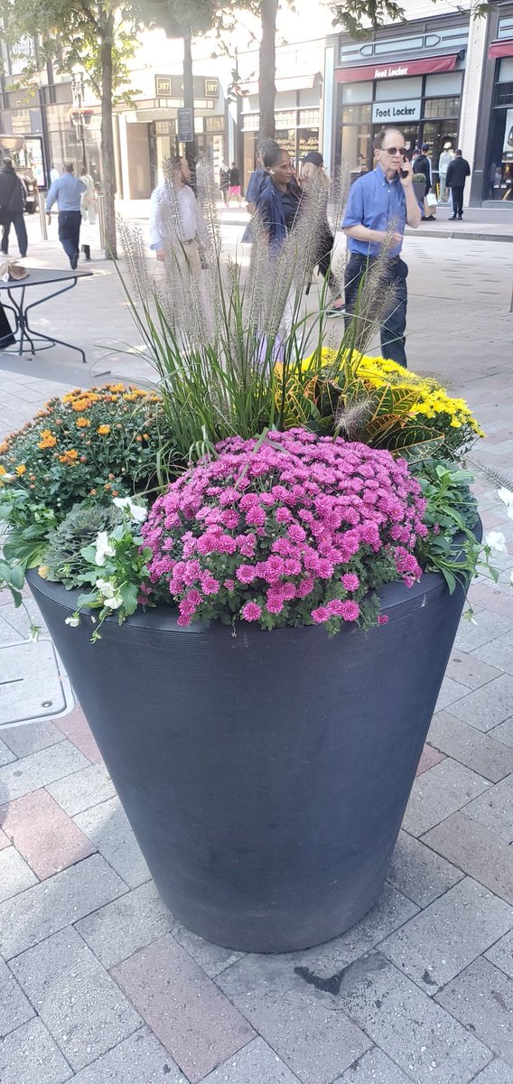 JoshAl1256's tweet photo. Shout out to @nicholsmj and his entire team for revitalizing downtown. Love love the fall design. https://t.co/3VEectFcPR