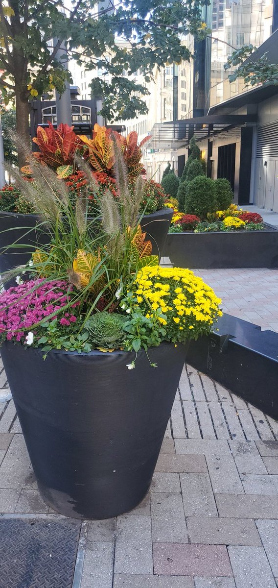 JoshAl1256's tweet photo. Shout out to @nicholsmj and his entire team for revitalizing downtown. Love love the fall design. https://t.co/3VEectFcPR