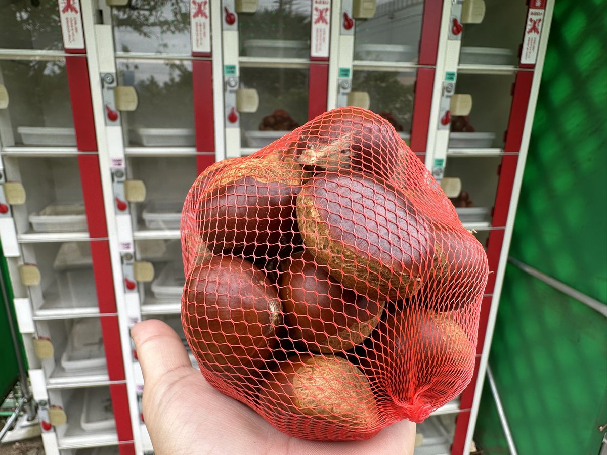 yoshino_en's tweet image. 10/8（日）栗（クリ）販売中 
毎日よく落ちてくれています😀
#MyLocal #三鷹 #栗